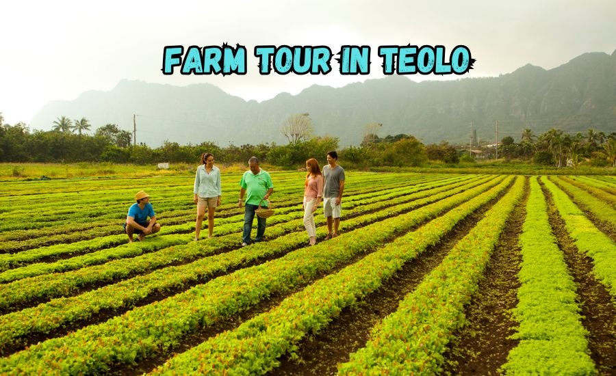 Discover the Magic of a Farm Tour in Teolo Italy